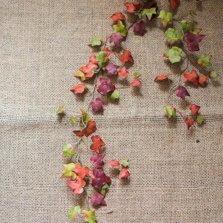 Autumn Ivy League Vine