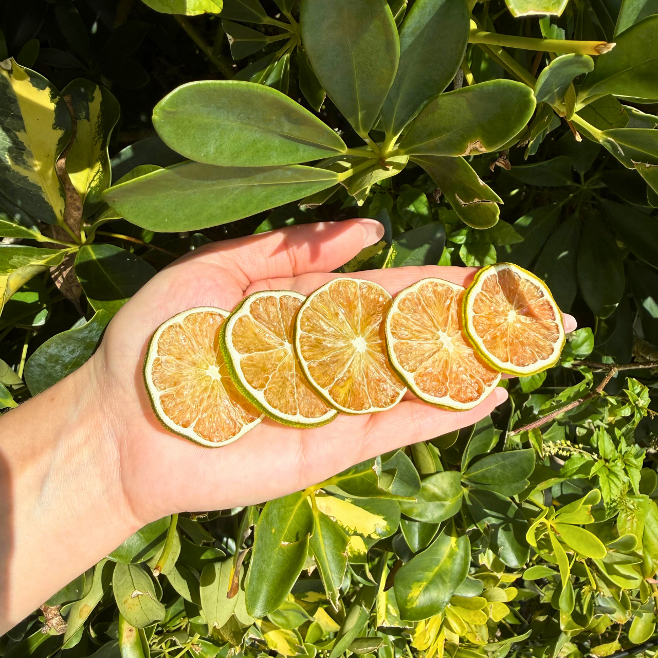 Dehydrated Lime Slices | Dried Limes for Bar & Decorative Styling