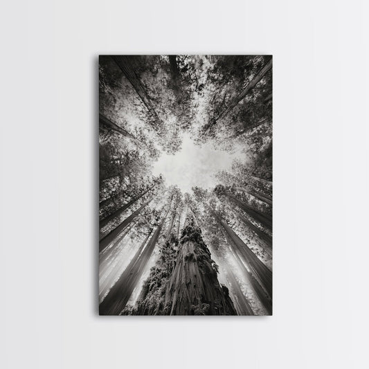 Redwood Canopy Sky Framed Canvas Print