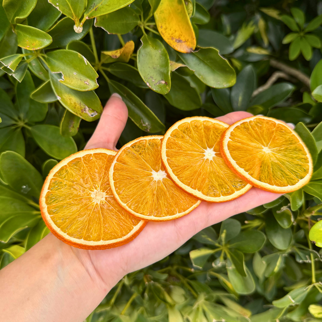 Garnish Dehydrated Orange Slices | Dried Oranges for Bar & Home Decor