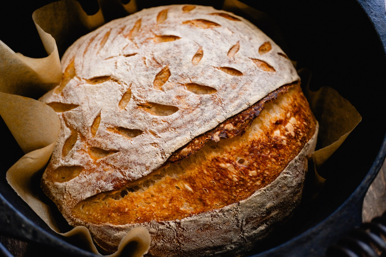 Otis | Legacy Sourdough Starter
