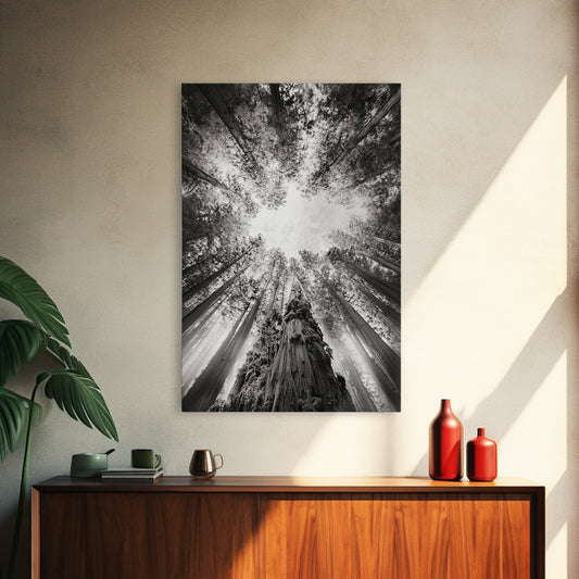 Redwood Canopy Sky Framed Canvas Print