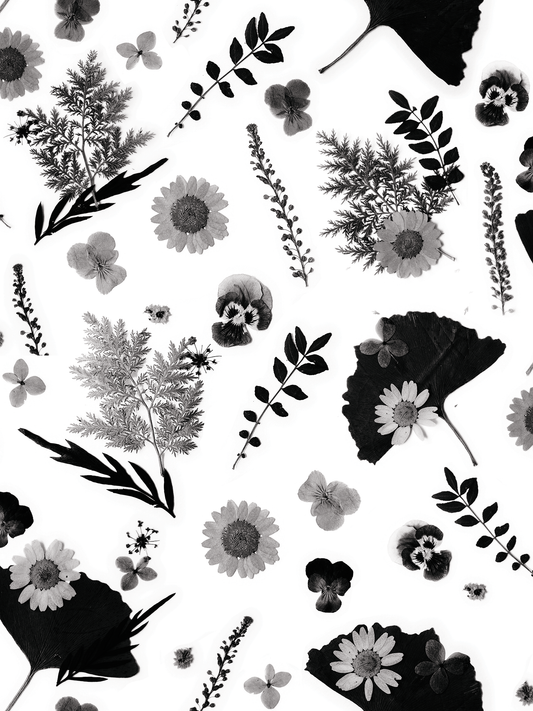 Pressed Fresh Version 01 Wallpaper, white and black