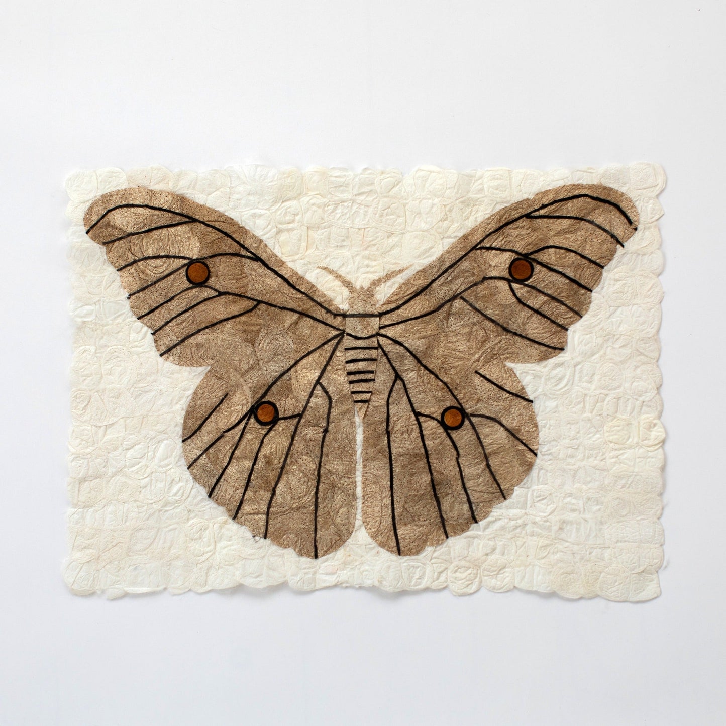 Natural Wild Silk Moth Wall Art