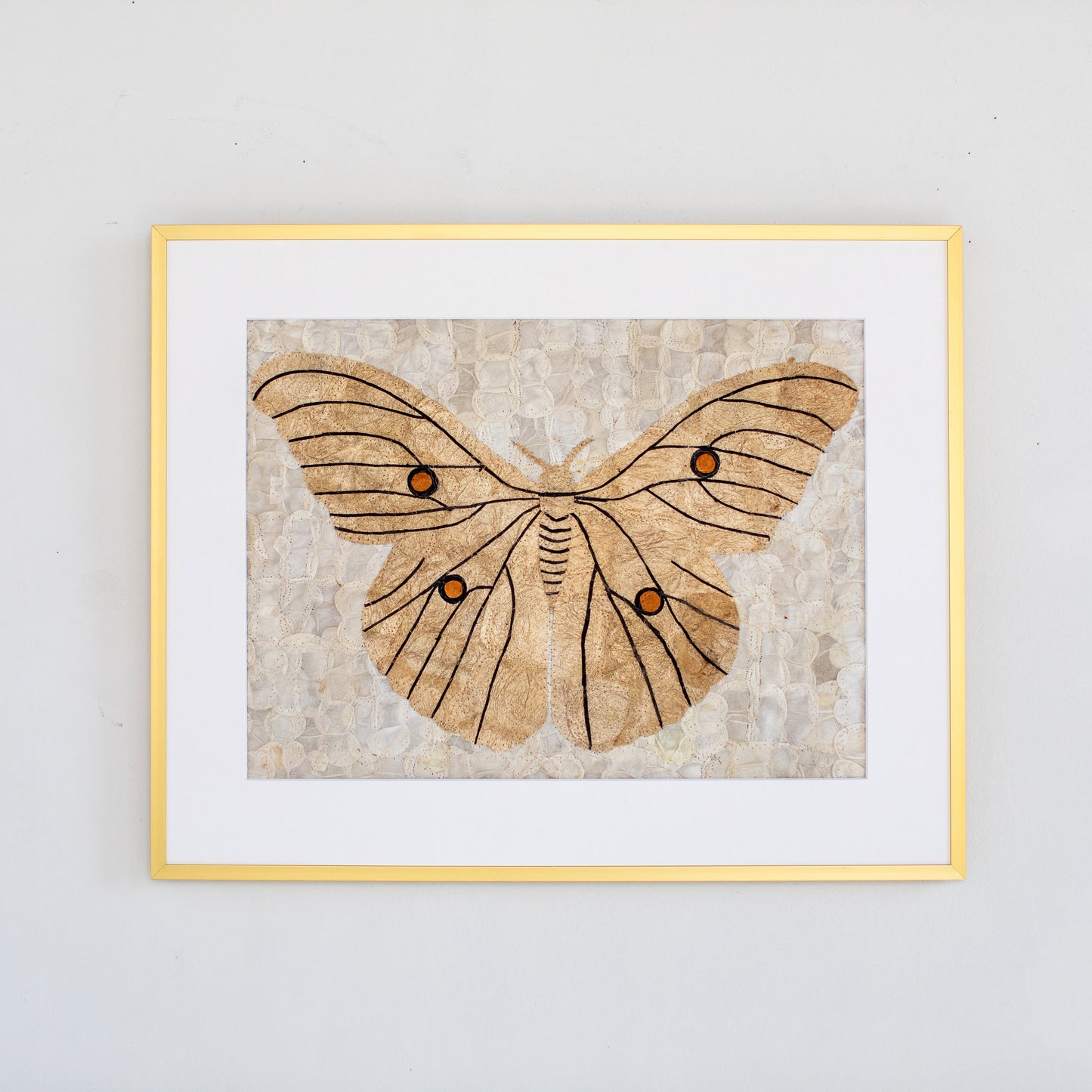 Natural Wild Silk Moth Wall Art