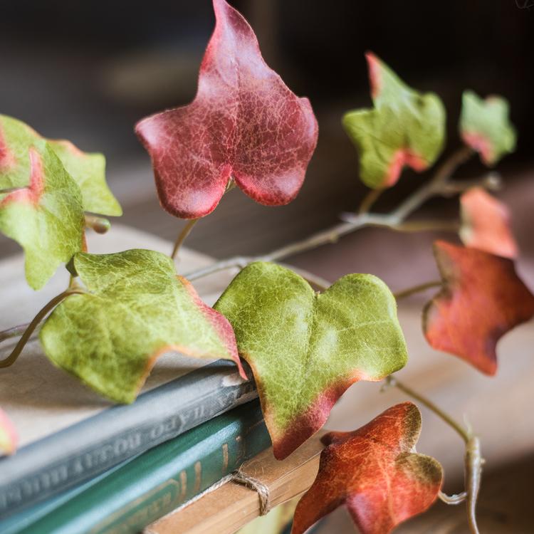 Autumn Ivy League Vine