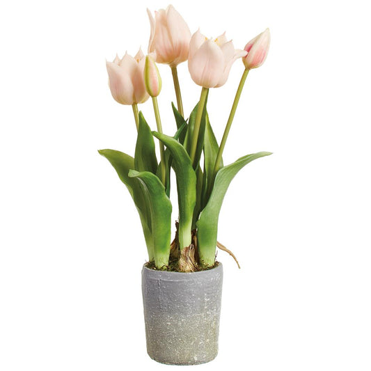 Dutch Tulip in Planter