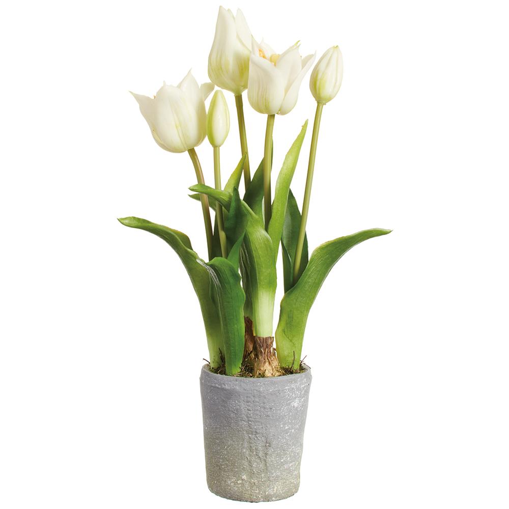 Dutch Tulip in Planter