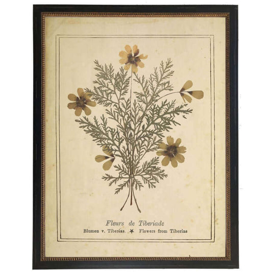 'Flowers from The Mount of Olives' Victorian Vintage Bookplate Print